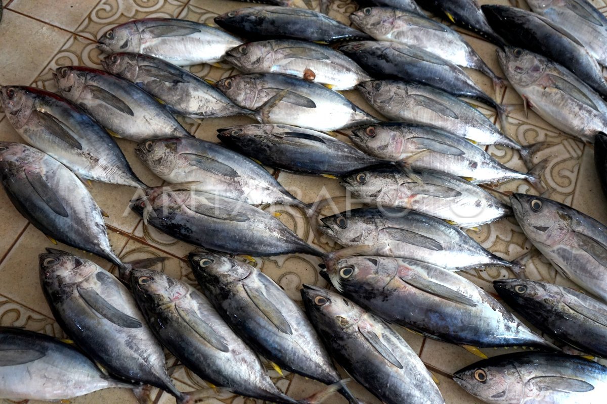 Ikan Baby Tuna 1Kg